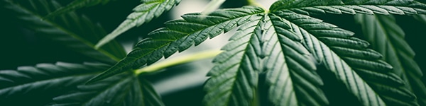 The Discovery of THC in Marijuana