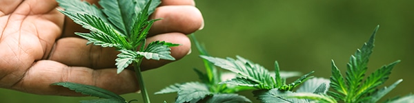 normal thc levels in marijuana