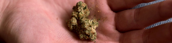 Sources of THC