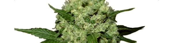 Super Skunk