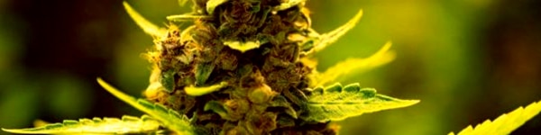Trichomes