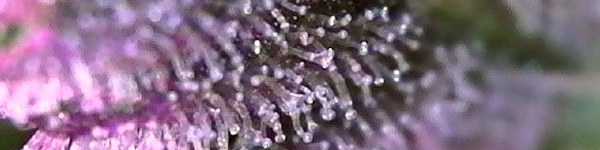 Marijuana Trichomes
