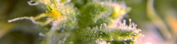Marijuana Trichomes