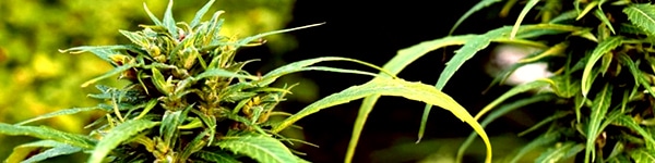 Marijuana Trichomes