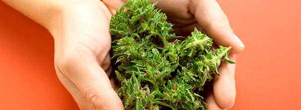 Defoliation 101 – How Careful Pruning Can Improve Your Next Indoor Grow