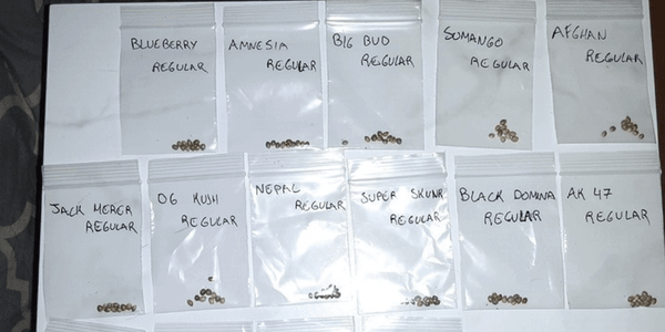 Marijuana seeds in different packages