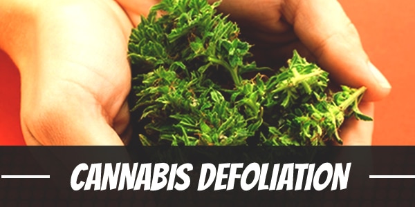 Defoliation 101 – How Careful Pruning Can Improve Your Next Indoor Grow
