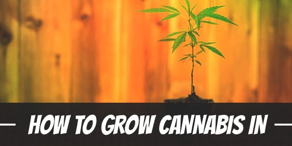 How to Grow Cannabis in a Small Space, Start Your Micro Grow