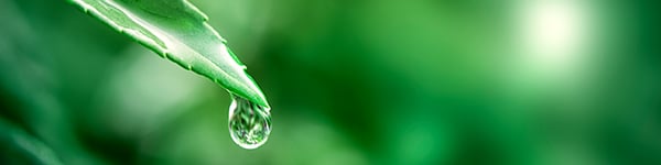 Keep Moisture Away from Your Marijuana