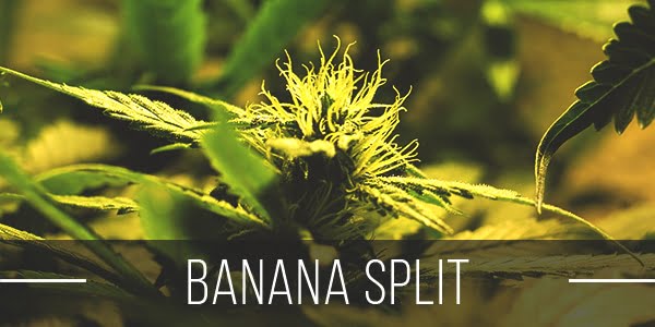 Banana Split