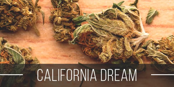 California Dream Strain
