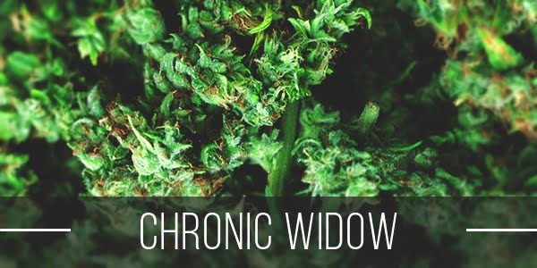 Chronic Widow