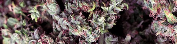 Grease Monkey Cannabis Strain Information & Review - ILGM