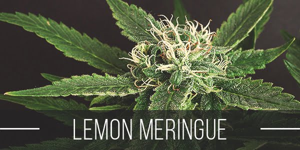 Lemon Meringue