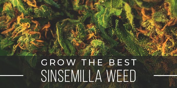How to Grow the Best Sinsemilla Weed
