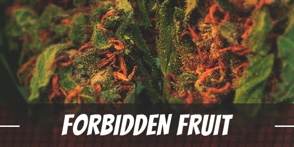 Forbidden Fruit Strain