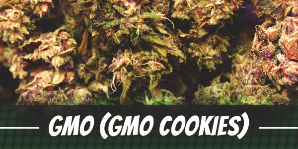 GMO Strain (GMO Cookies)