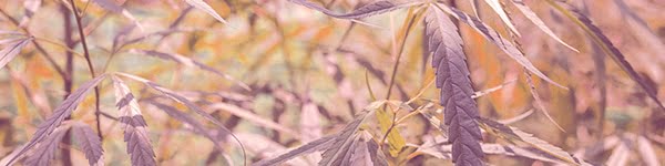 Forbidden Fruit Weed Review