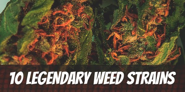 10 Legendary Weed Strains