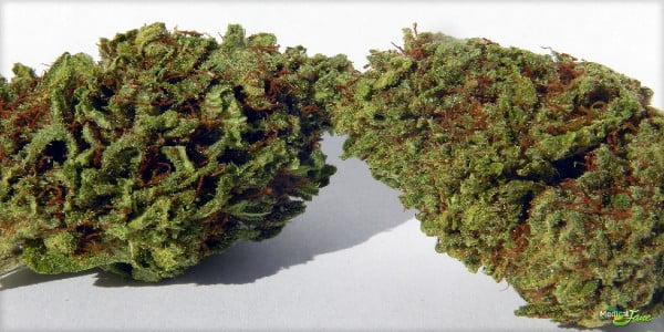 Panama Red Strain