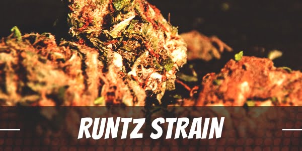 Runtz Strain Review