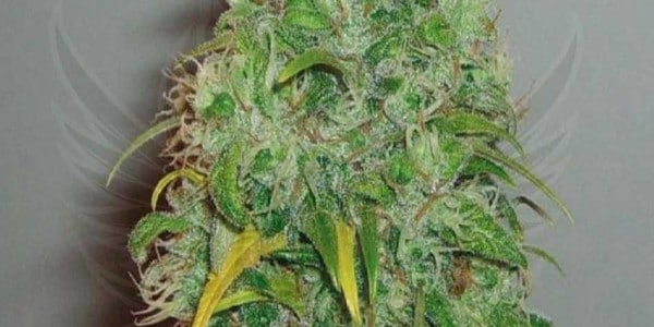 Skunk #1 Strain