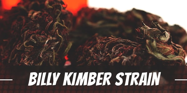 Billy Kimber Strain