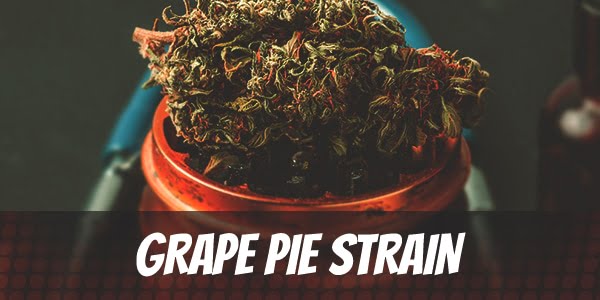 Grape Pie Strain