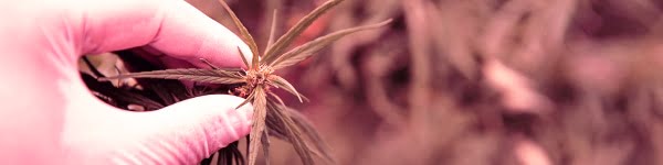 Growing The Billy Kimber Strain