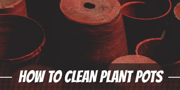 How to Clean Plant Pots