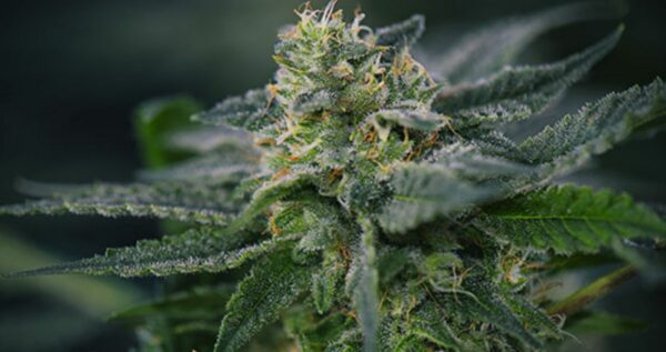 MAC weed strain
