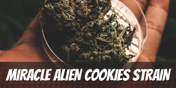 Miracle Alien Cookies Strain