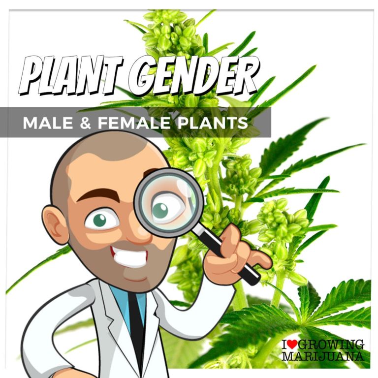 How To Tell If Your Plant Is Male Or Female Before Flowering