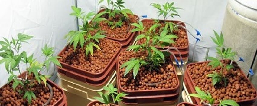 Planting medium
