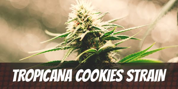 Tropicana Cookies Strain