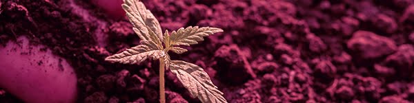 growing the mac strain