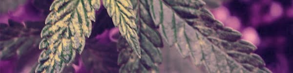 growing the slurricane strain