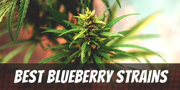 Best Blueberry Strains