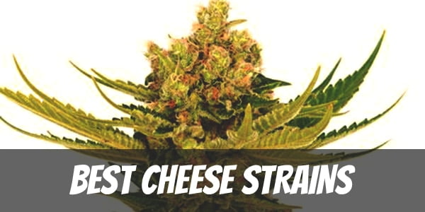 Best Cheese Strains