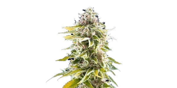 Island Sweet Skunk