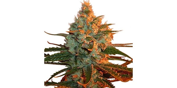 Lemon Skunk