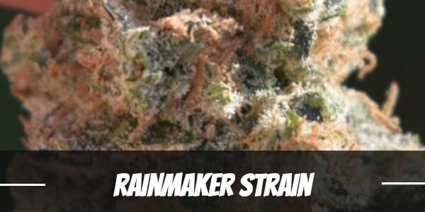 Rainmaker Strain Review