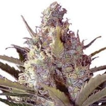 Black Widow Seeds