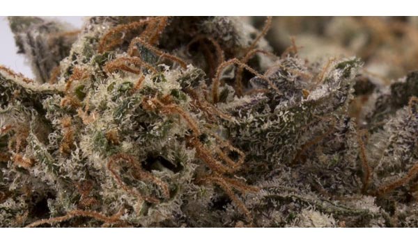 Girl Scout Cookies Strain