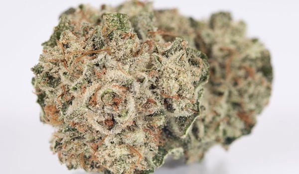 Gorilla Glue Strain
