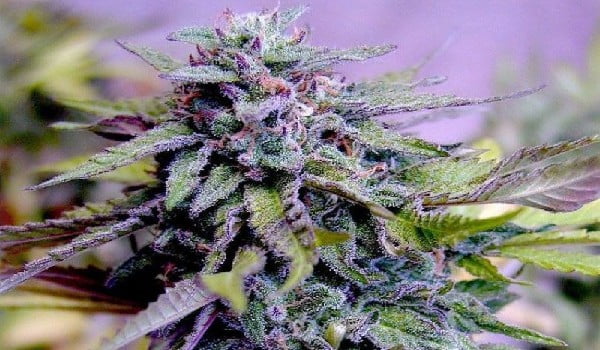 Granddaddy Purple Strain