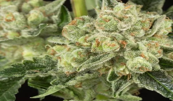 OG Kush Strain