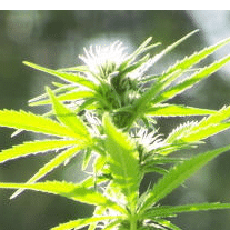 Sativa strain - image powered by Alchimia