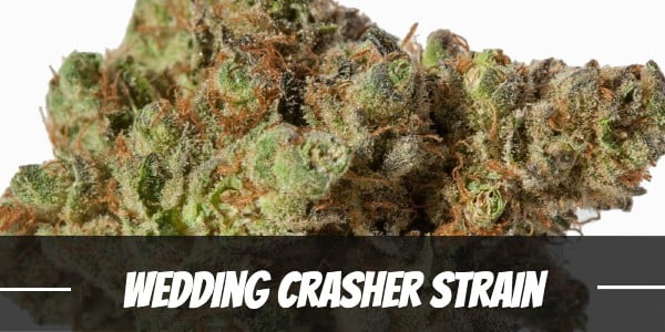 Wedding Crasher Strain