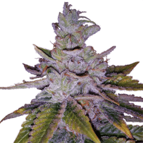 purple kush seeds